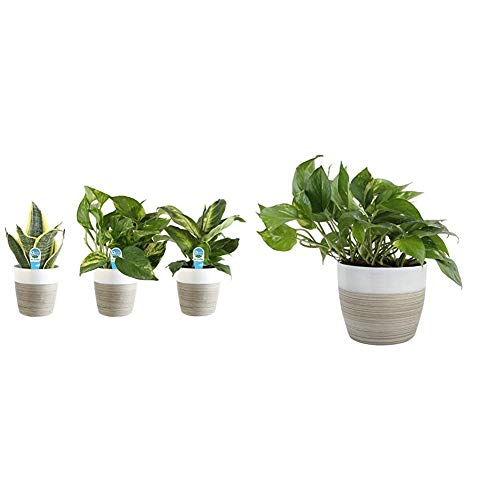 Costa Farms Clean Air 3-Pack O2 for You Live House Plant Collection, White Decor Planter, Green, Yellow & Farms Devil