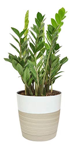 Costa Farms ZZ Zamioculcas zamiifolia, Indoor Plant, 22-Inch Tall, White-Natural Décor Planter