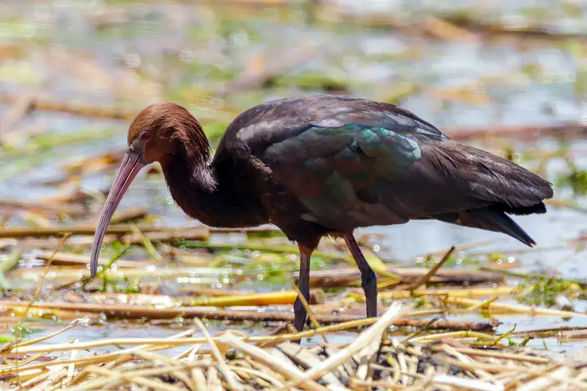 Puna Ibis foraging at a high-altitude lake margin near Lake Titicaca in Peru