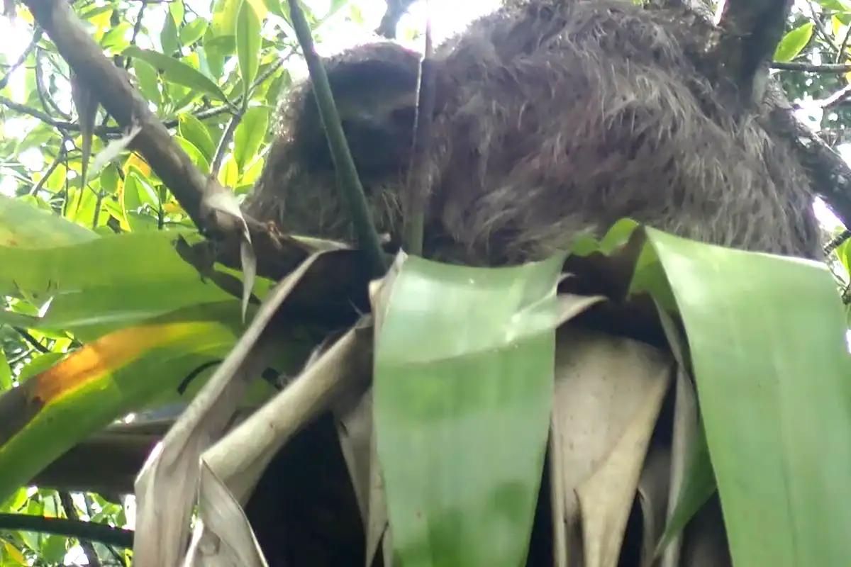 Pygmy three-toed sloth clinging to a red mangrove branch on Isla Escudo de Veraguas, Panama