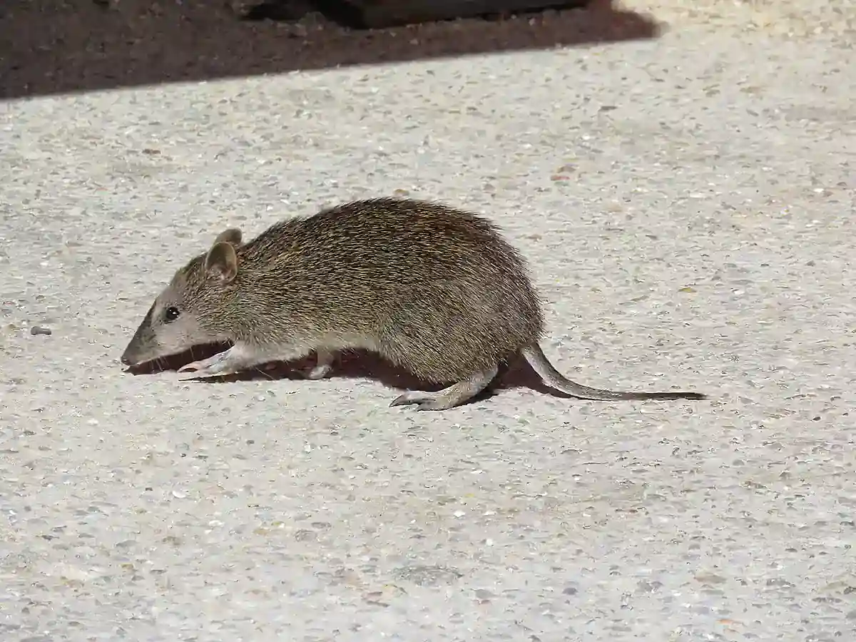 Quenda, Isoodon fusciventer Quenda with grizzled brown fur walking across a paved path at night