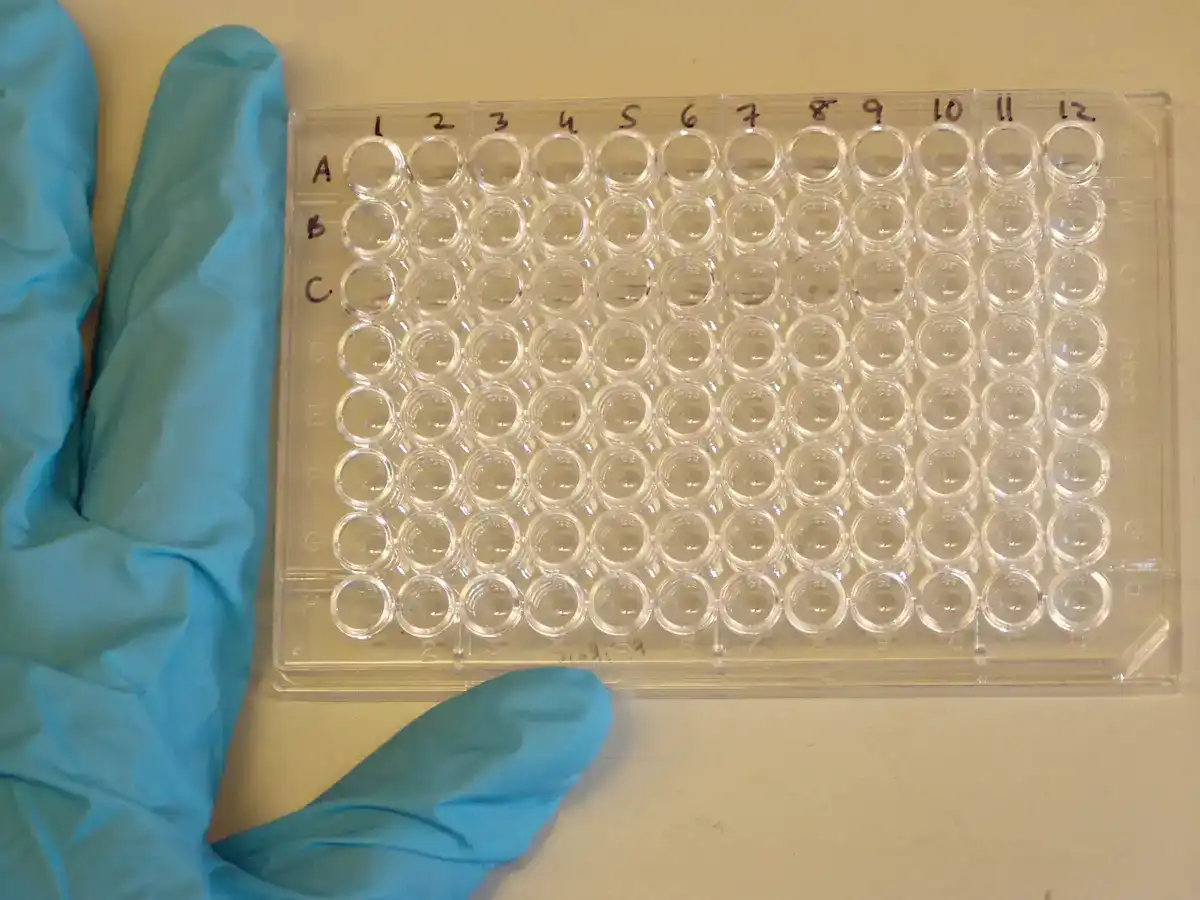 Empty clear 96-well microtitre plate on a bench beside a blue gloved hand. Rows A to H and columns 1 to 12 have been labelled by hand in marker along the edges.