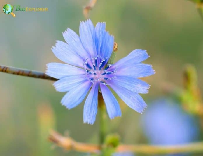 Succory Succory | Common Chicory Flower | Cichorium intybus | Radicchio