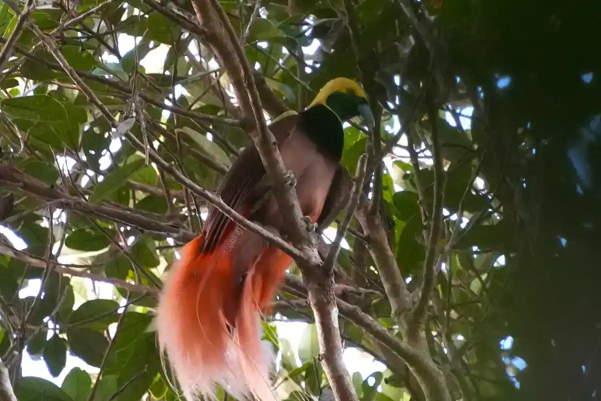 Raggiana bird-of-paradise (Paradisaea raggiana) in display Raggiana bird-of-paradise displaying orange flank plumes