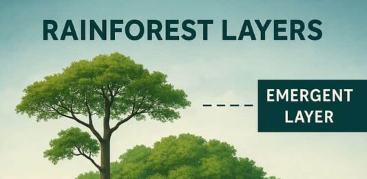 Rainforest Layers