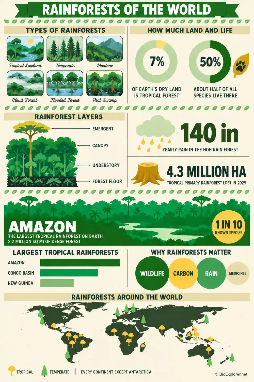 Rainforests of the World infographic showing rainforest types, how much land tropical forests cover, the four rainforest layers, the Amazon, the three largest rainforests, why rainforests matter, and a world map of rainforest regions