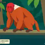 Red Bald Uakari