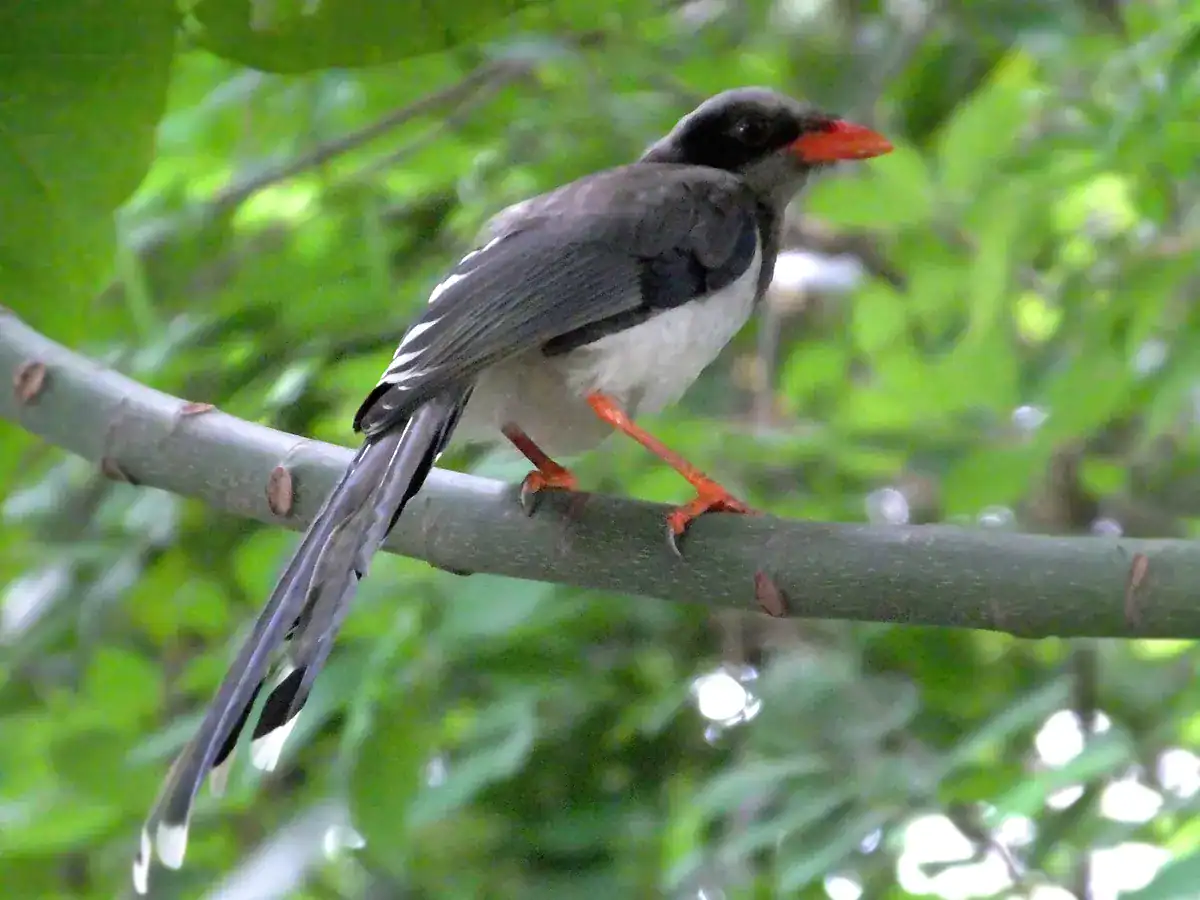 Red-billed Blue Magpie on a branch with a red bill and a very long tail