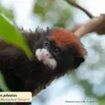 Red-cap Mustached Tamarin