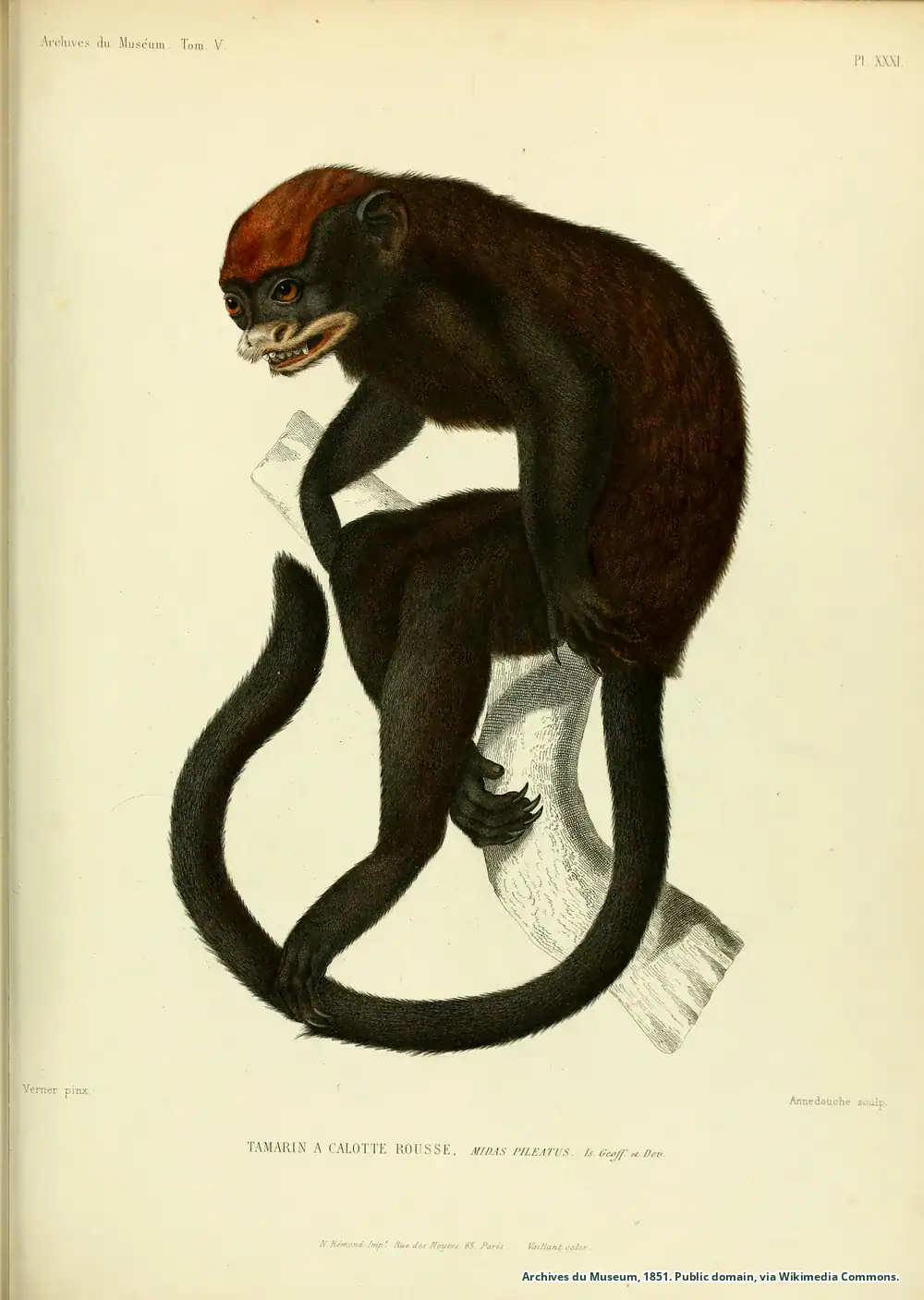 The 1851 Archives Du Museum Plate Hand-coloured 1851 lithograph of Midas pileatus from the Archives du Museum, captioned tamarin a calotte rousse