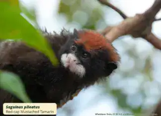 Red-cap Mustached Tamarin