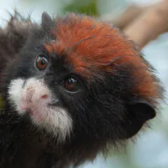 Head of a red-cap mustached tamarin showing its rusty cap, white moustache and bare ear Head of a red-cap mustached tamarin showing its rusty cap, white moustache and bare ear