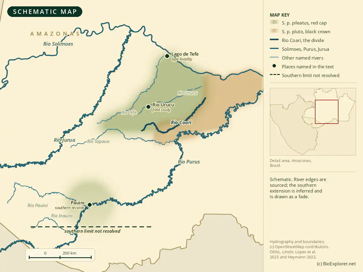 Red-cap Mustached Tamarin Range Map of the red-cap mustached tamarin range in Amazonas, Brazil, with the Rio Coari separating its two subspecies