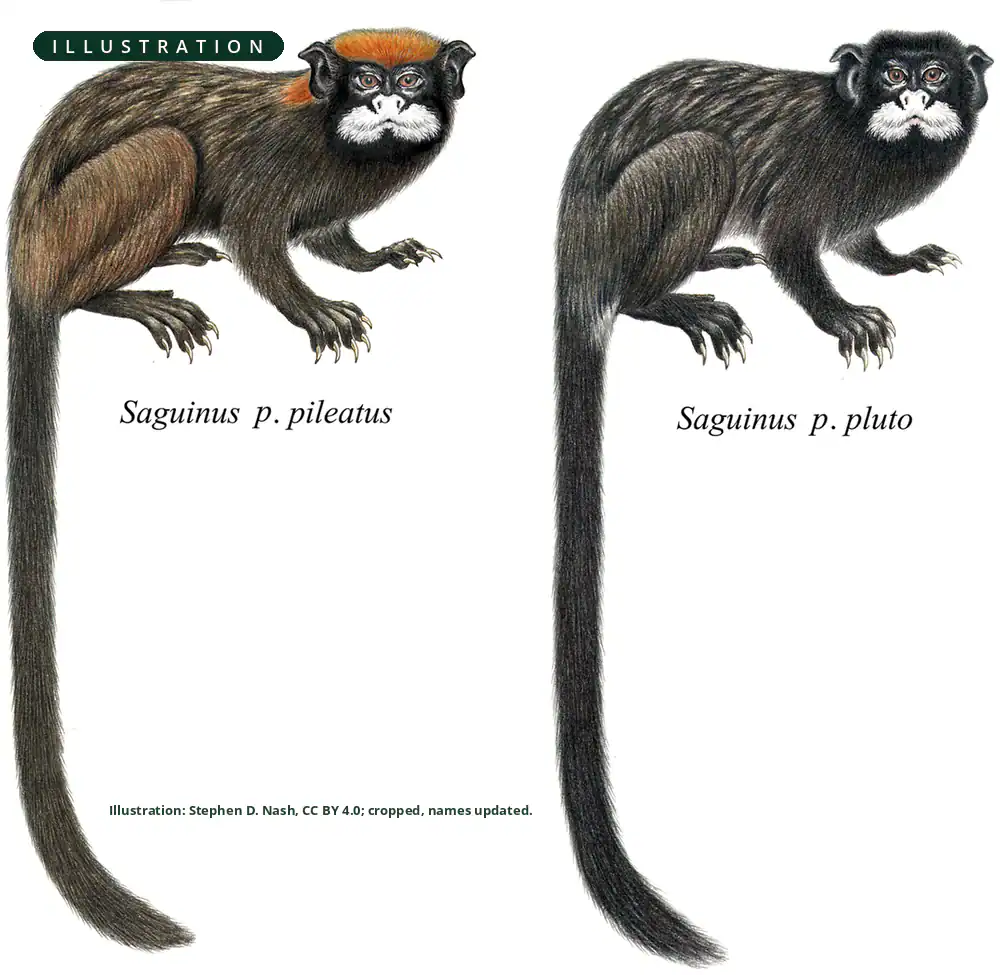 The Two Subspecies Of The Red-cap Mustached Tamarin Comparison illustration of the two subspecies of Saguinus pileatus, one with a red cap and one with a black crown