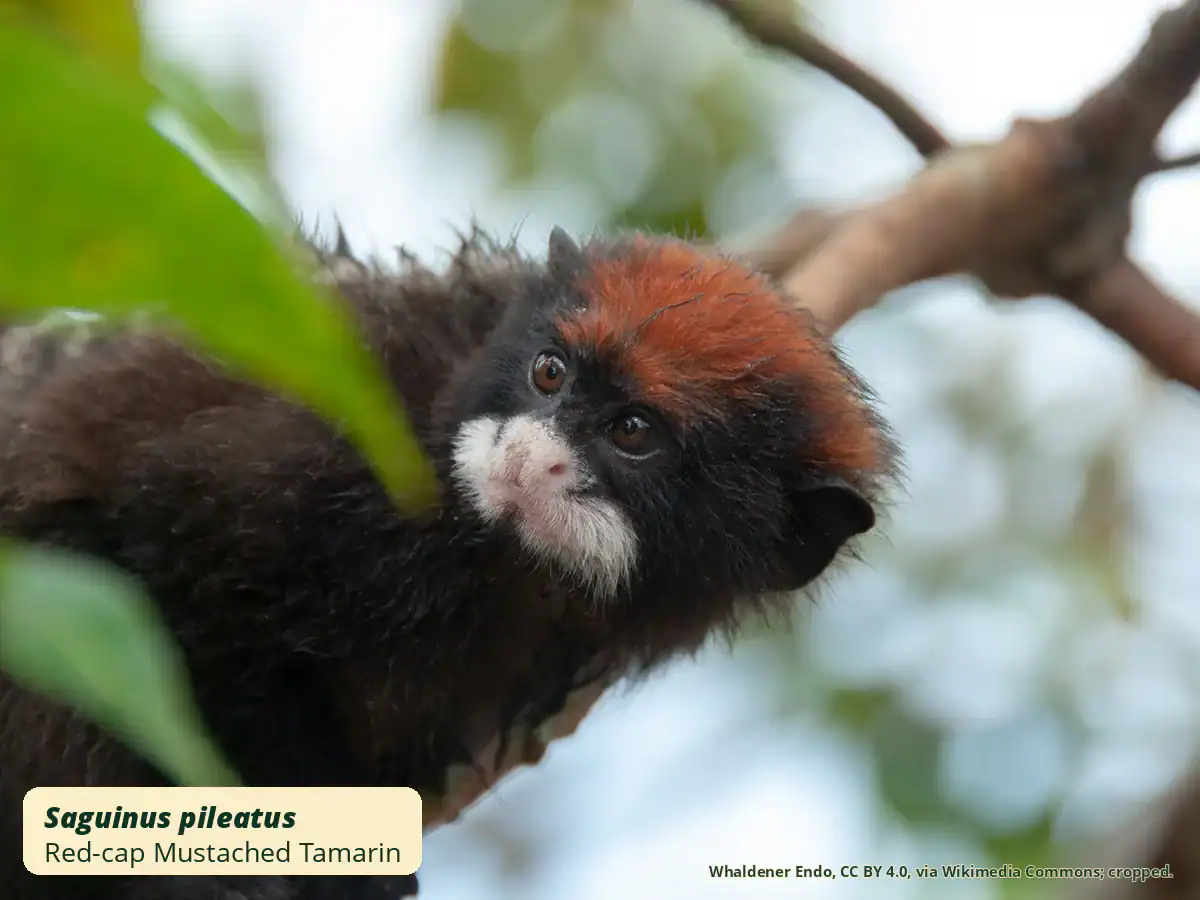 Red-cap Mustached Tamarin Red-cap mustached tamarin in a tree, showing its rusty red cap, white moustache and pink muzzle skin