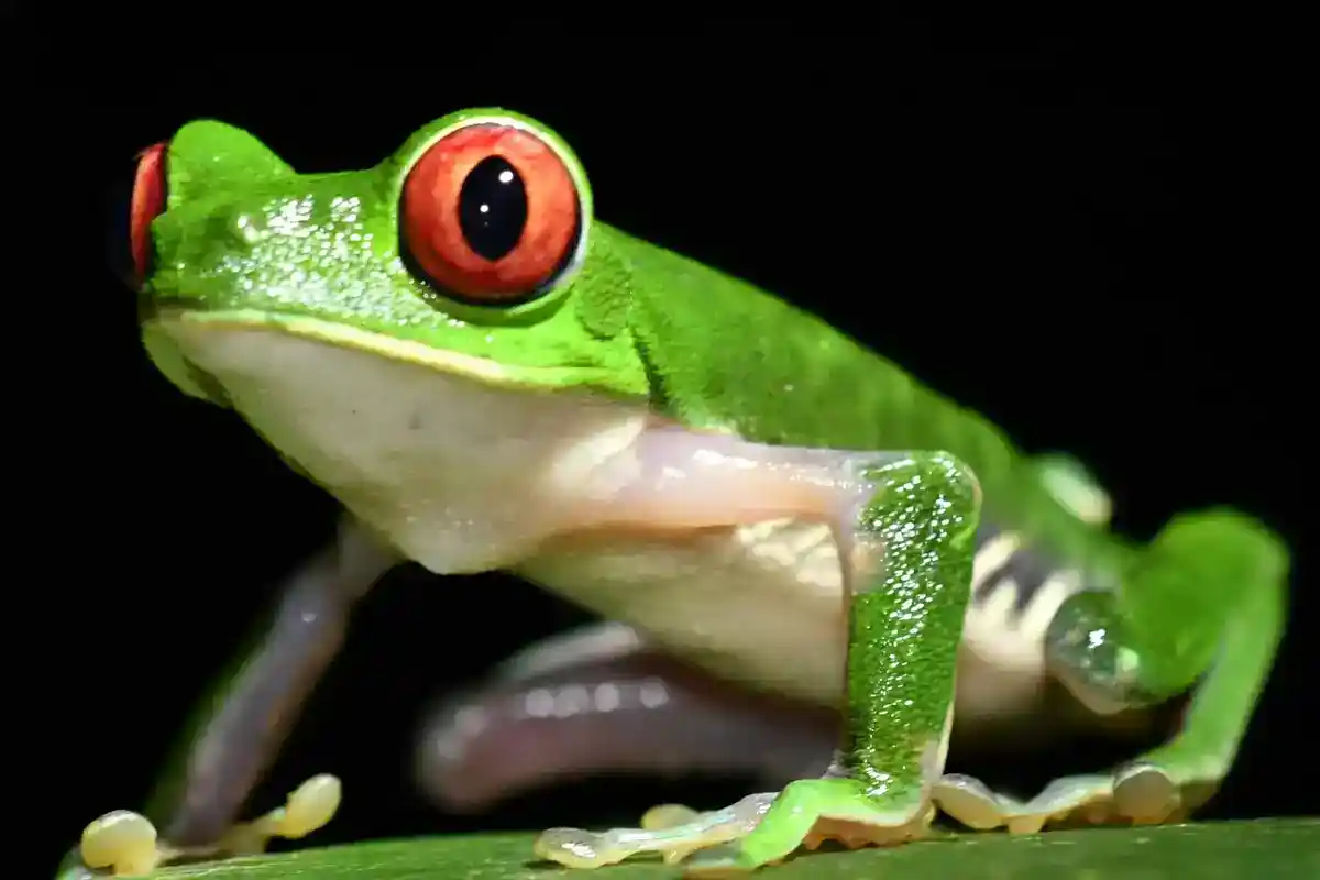 Red-eyed tree frog (Agalychnis callidryas) Red-eyed tree frog with bulging red eyes and orange feet