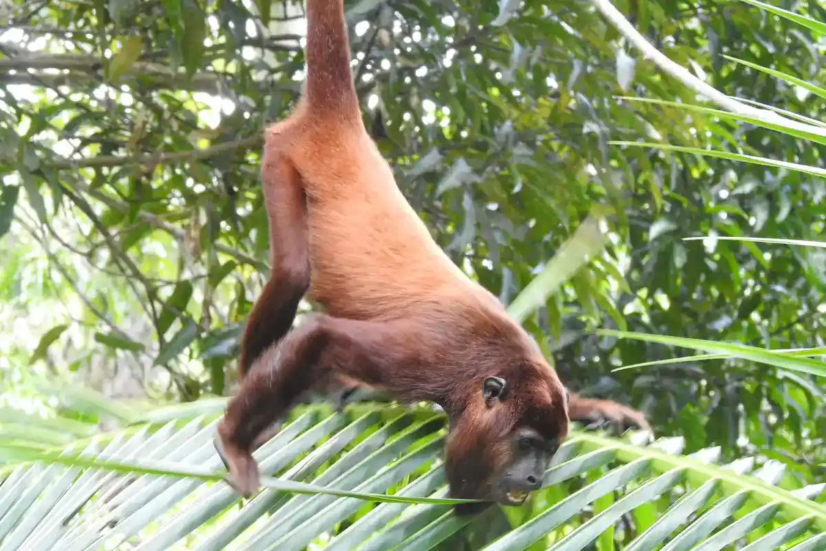 Red howler monkey (Alouatta seniculus) using its prehensile tail Red howler monkey hanging from a branch by its prehensile tail