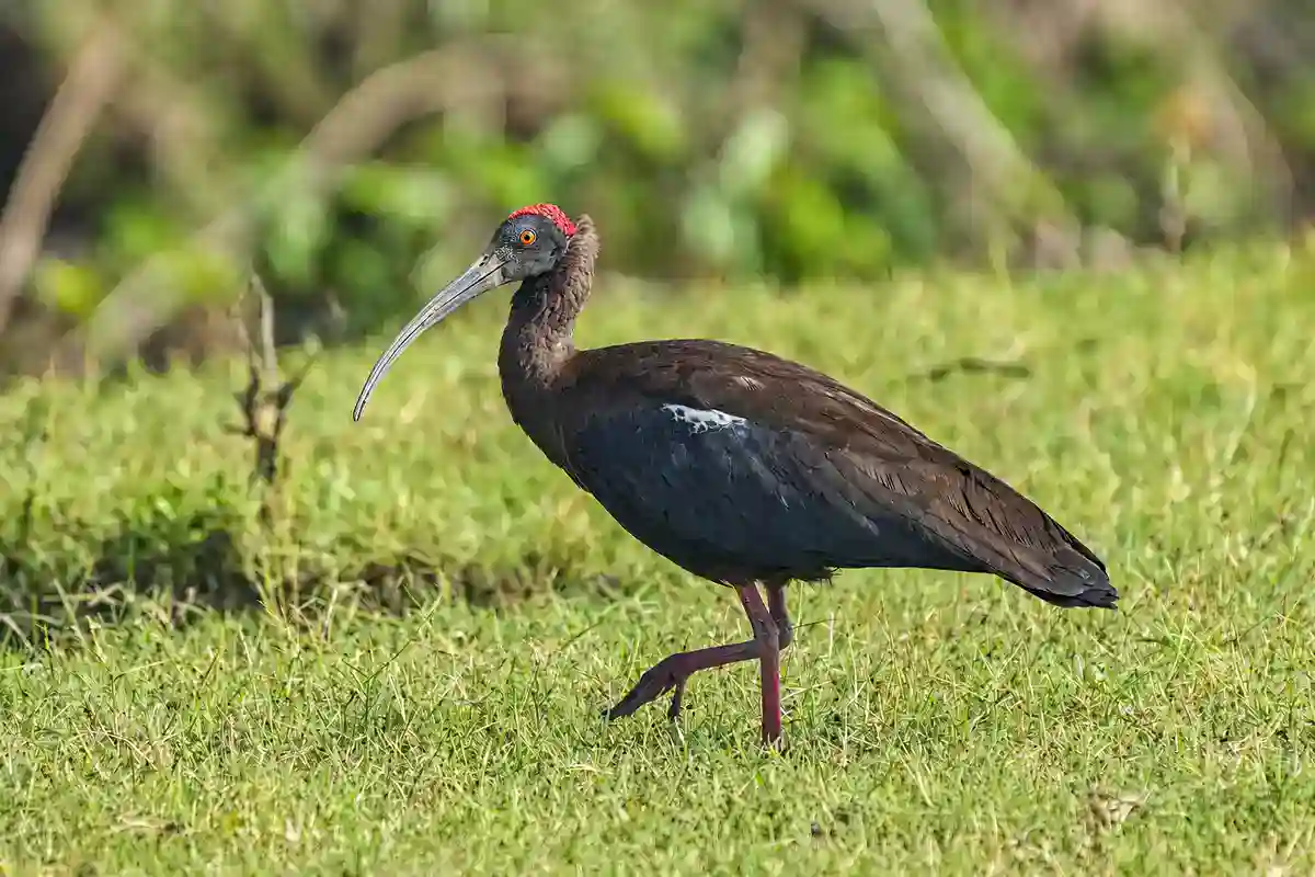 Red-naped Ibis on grass in Jim Corbett National Park showing the red patch on its nape
