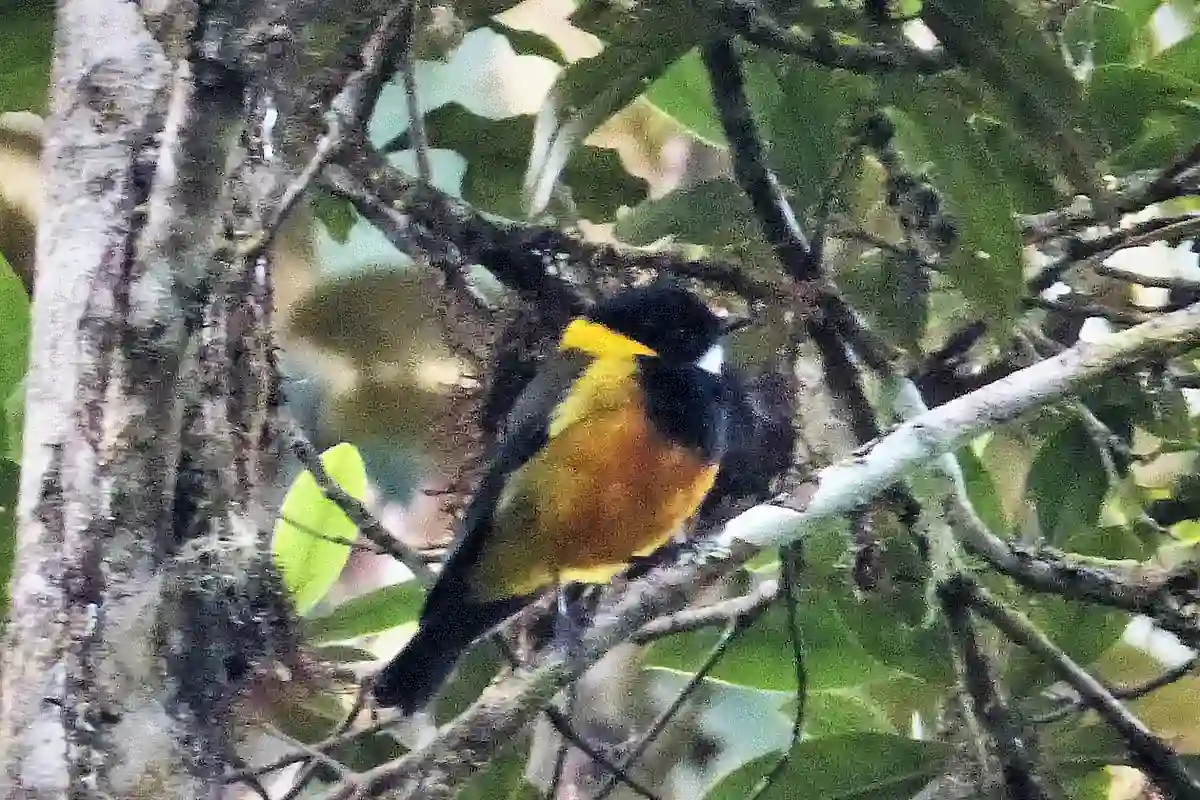 Male regent whistler with black head, yellow collar and rufous breast perched in a mountain forest
