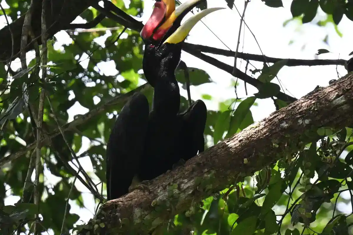 Rhinoceros hornbills (Buceros rhinoceros) of Southeast Asian rainforest Pair of rhinoceros hornbills on a branch, upcurved casques visible