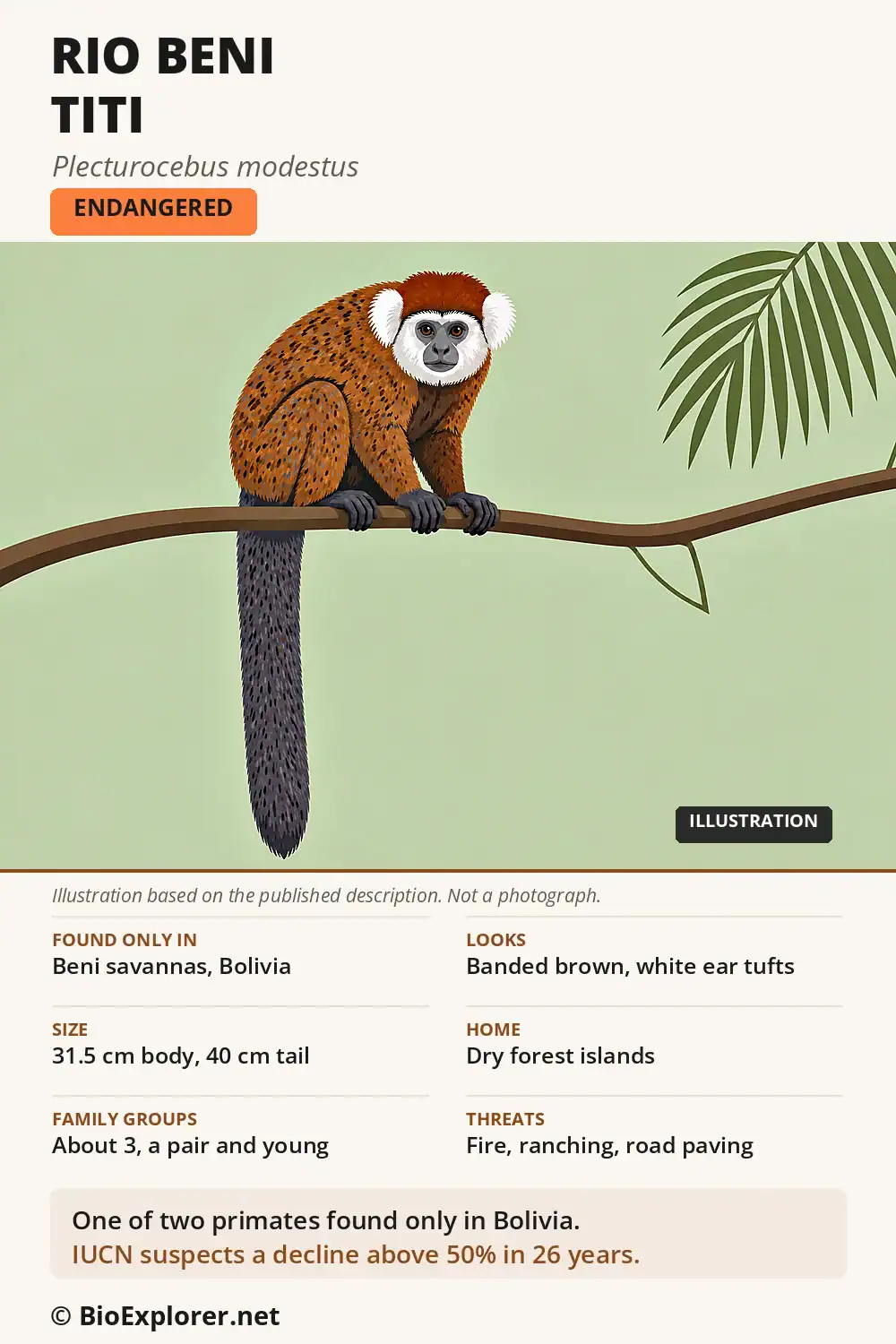 Infographic on the Rio Beni titi: endemic to Bolivia's Beni savannas, forest-island habitat, size, diet, threats and Endangered status