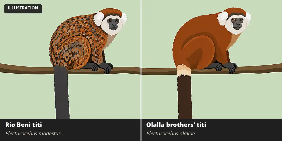 Rio Beni Titi Illustration comparing a grayer, banded brown Rio Beni titi with white ear tufts and a reddish brown Olalla brothers' titi with a paler tail base