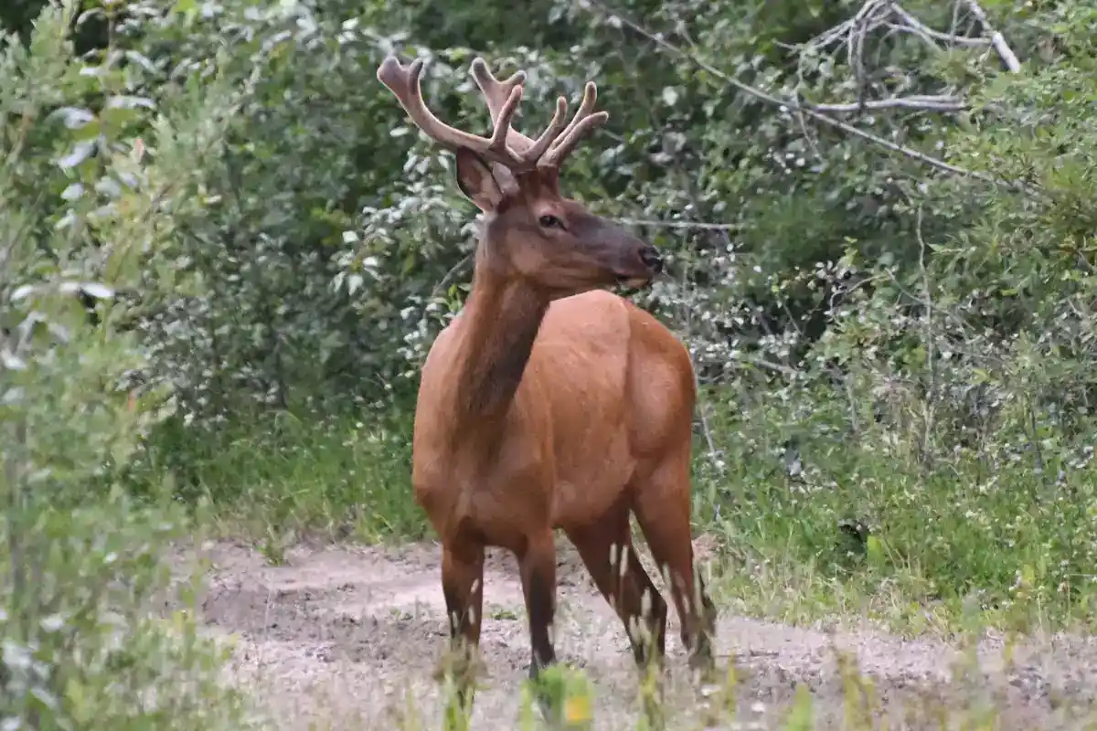 Roosevelt elk (Cervus canadensis roosevelti) in Pacific Northwest temperate rainforest Bull elk in temperate forest clearing