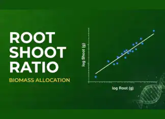 Root:Shoot Ratio Calculator