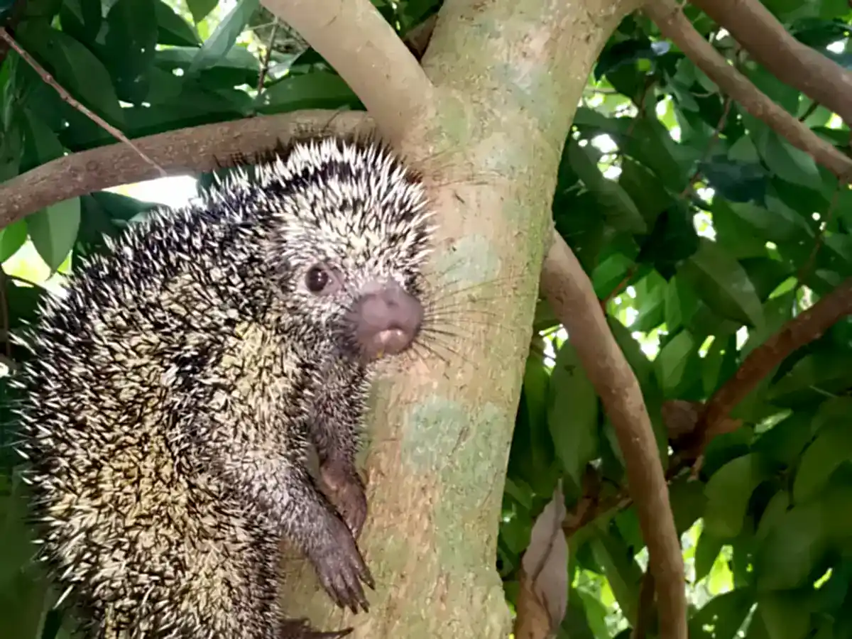 Rothschild's Porcupine clinging to a tree trunk in Panama, showing pale-tipped quills and a pink nose
