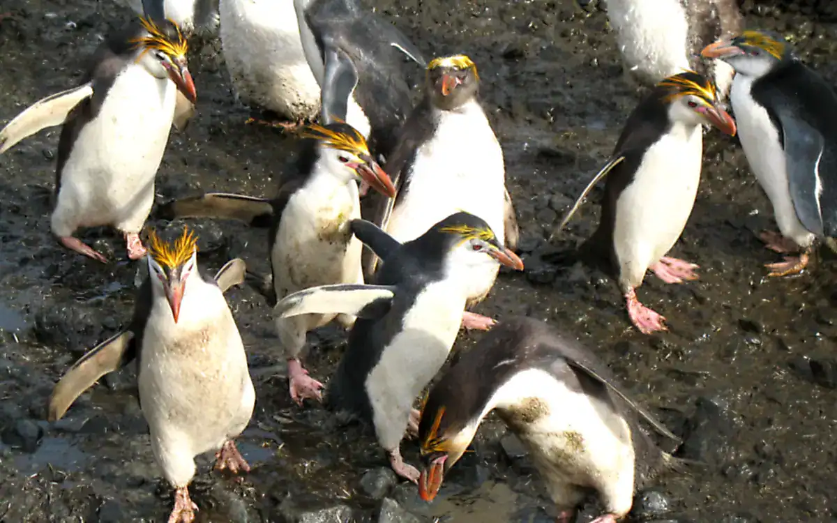 A group of white-faced Royal Penguins with yellow crests on a rocky shore at Macquarie Island