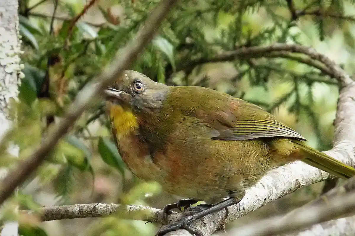 Olive-green rufous-naped bellbird with a yellow throat perched on a branch