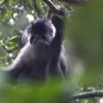 Rusty-Mantled Mangabey