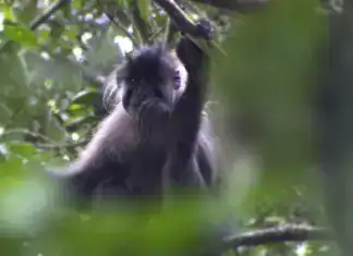 Rusty-Mantled Mangabey