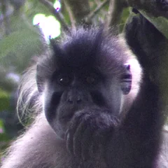 Head of a rusty-mantled mangabey showing pale cheek whiskers and a swept-back crown tuft