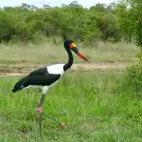 Saddle-billed stork with red and black banded bill and yellow saddle walking in Kruger National Park, South Africa