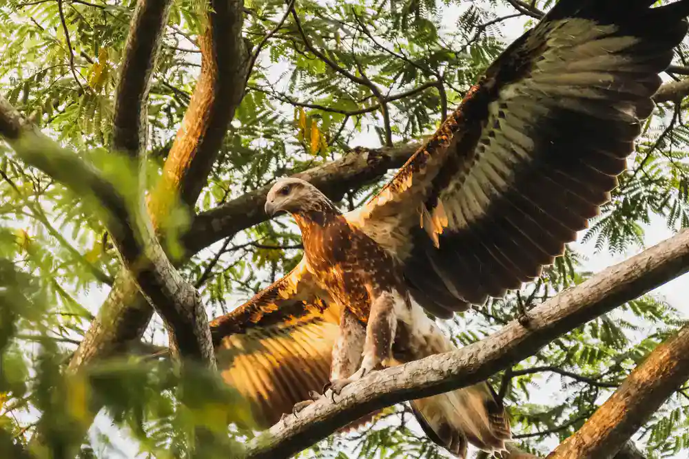 Sanford's Sea Eagle