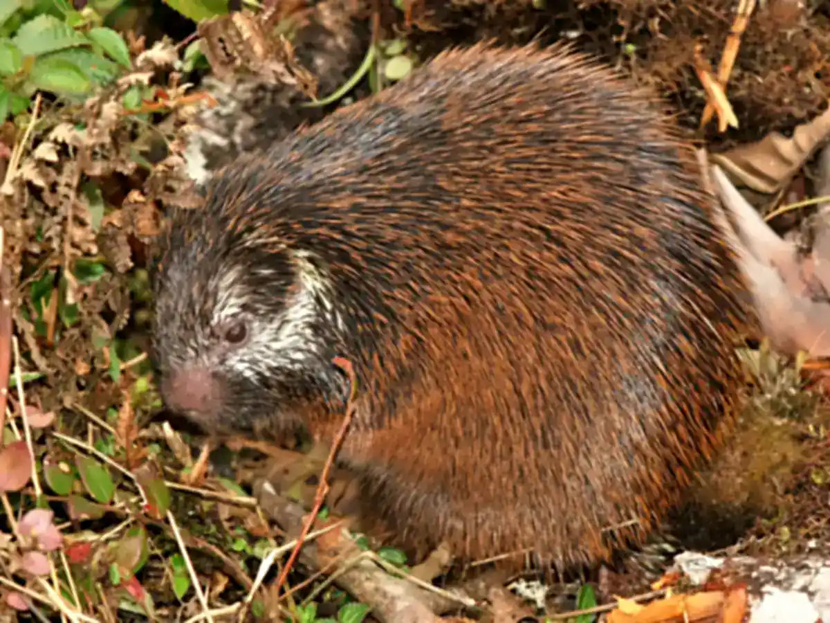 Sangay Porcupine holotype sitting in cloud forest undergrowth in Ecuador, showing reddish-brown quills and a pale patch behind the eye