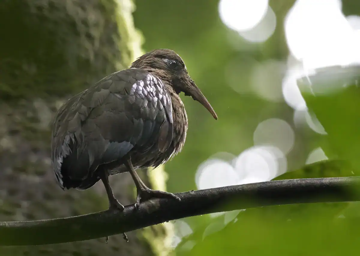 Sao Tome Ibis perched on a branch in lowland forest on Sao Tome
