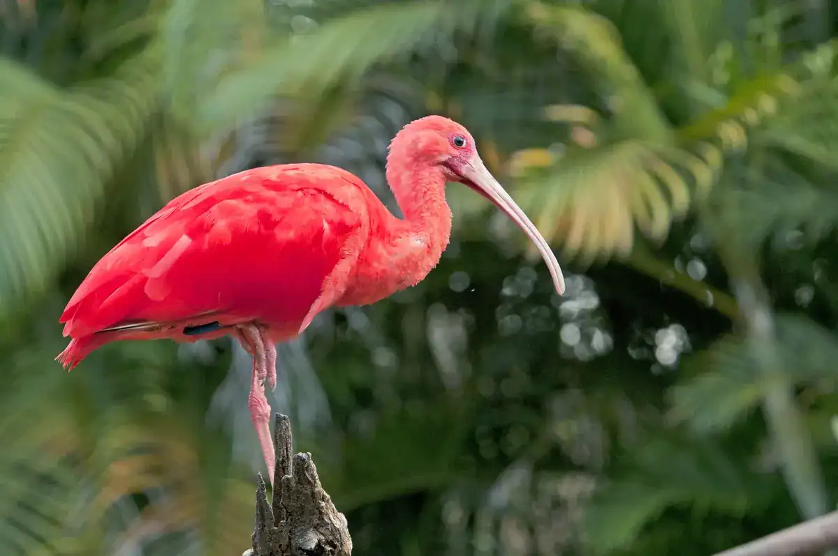 Scarlet Ibis perched on a branch showing vivid scarlet plumage and black wingtips