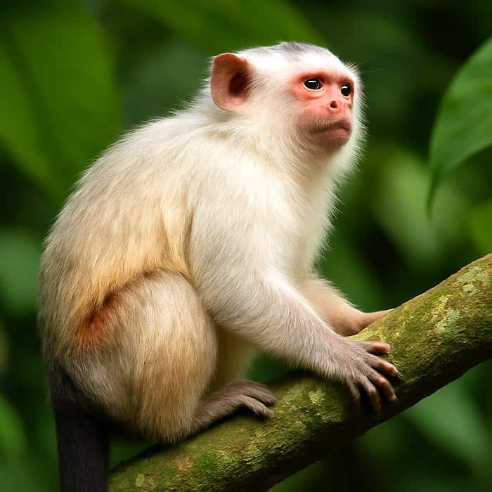 Schneider's Marmoset Characteristics