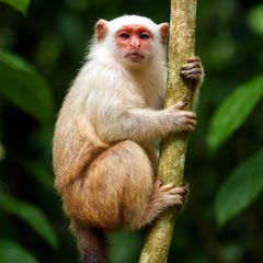Schneider's marmoset