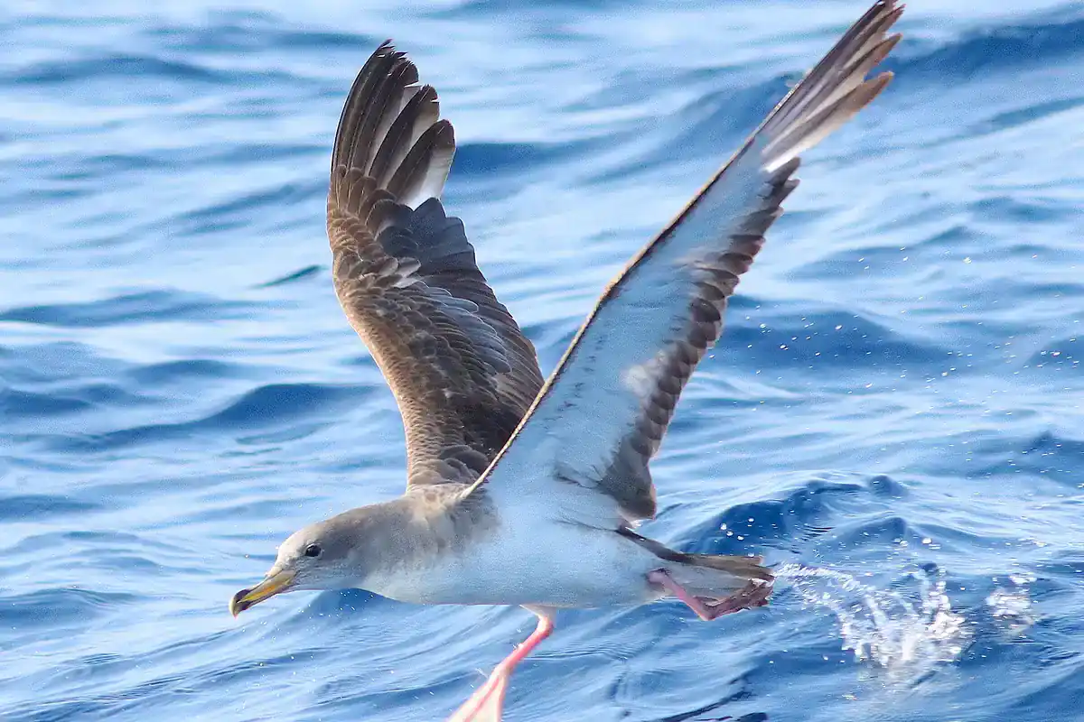 Scopoli's shearwater taking off from the sea surface with wings spread
