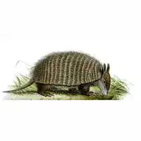 1865 lithograph of a screaming hairy armadillo by Joseph Wolf