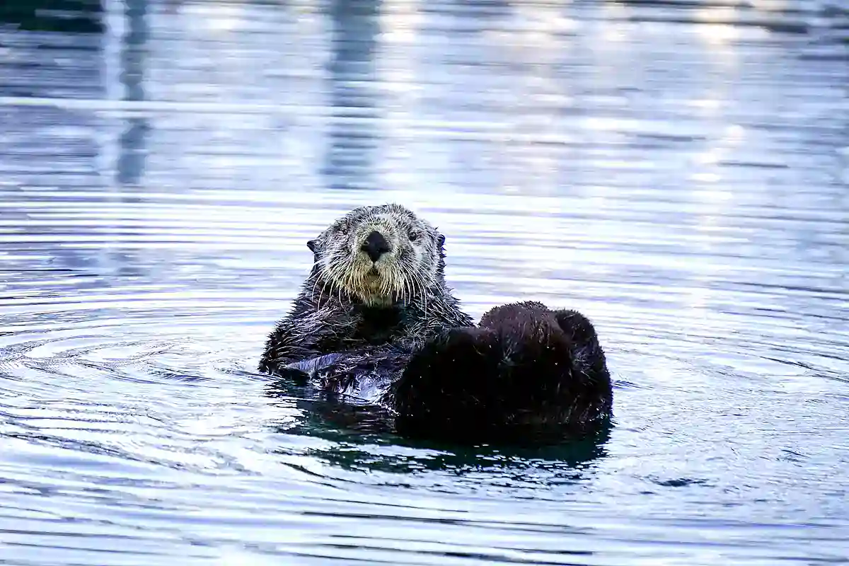 Sea otter floating on its back in coastal water at Seward, Alaska