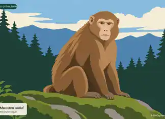 Sela Macaque