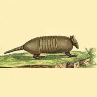 Hand-colored plate of a seven-banded armadillo from Schreber's Die Säugthiere