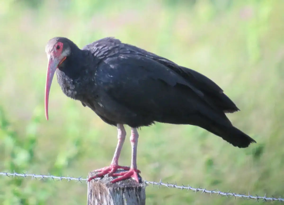 Sharp-tailed Ibis perched on a post in the llanos showing its long pointed tail