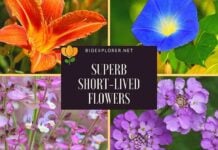 Top Short-lived Flowers