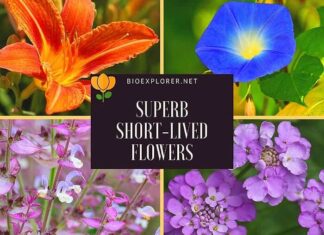 Top Short-lived Flowers