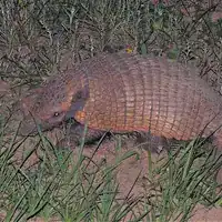 Six-banded armadillo walking through grass in Argentina